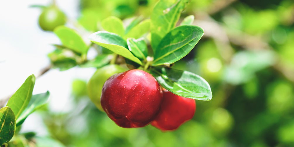 Acerola Kirsche, kombiniert mit unseren verkapselten Vitalpilze