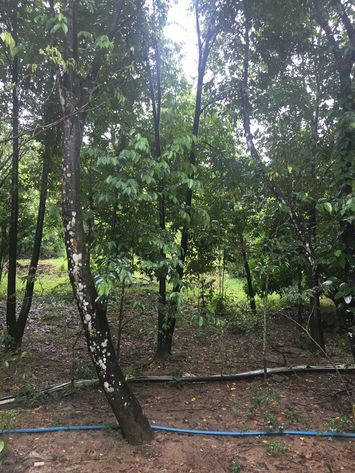 Agarwood Wald